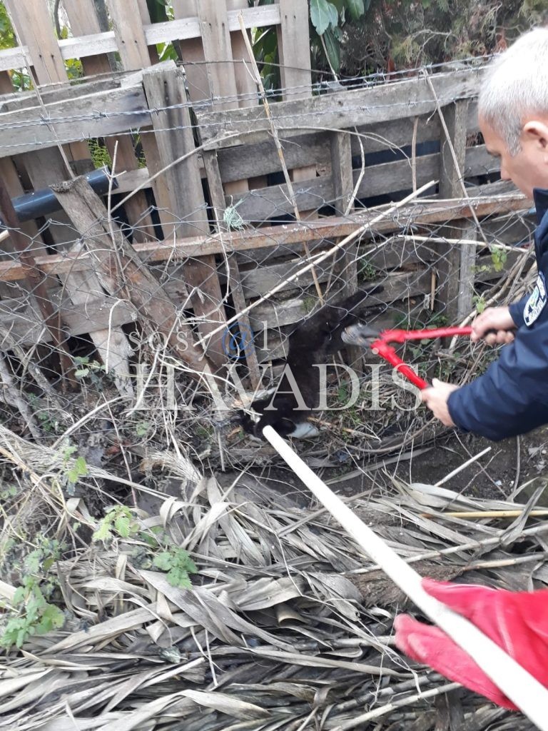 Tellere takılan kediyi itfaiye kurtardı